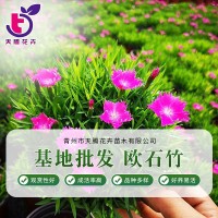 欧石竹绿化花卉双色盆欧石竹 绿化观赏花卉苗木工程花海造景